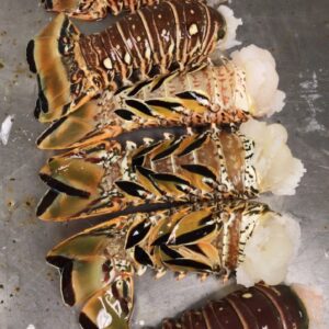 Docena de Langosta de 6oz